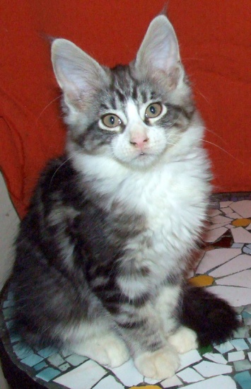 Kocurek maine coon