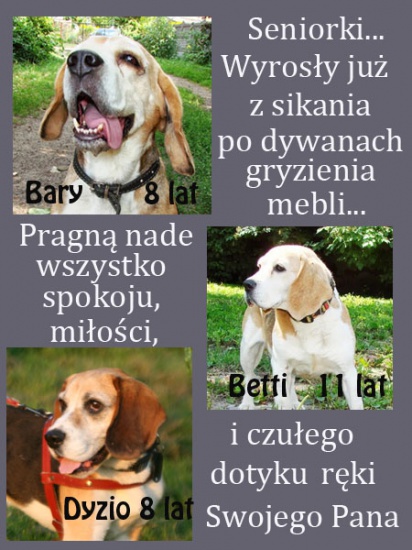 Daj dom seniorowi! 