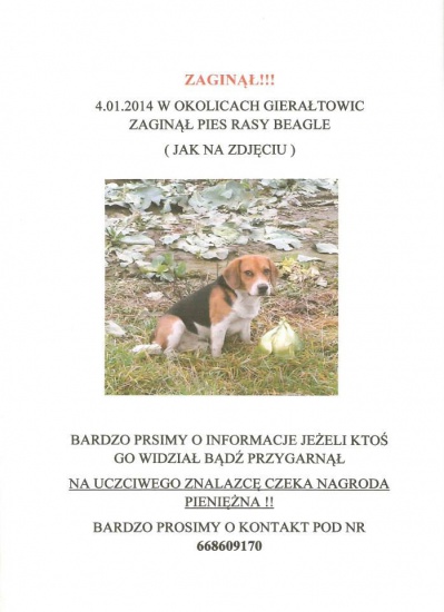 Zaginął młody samiec beagle tricolor ok. Gierałtowic